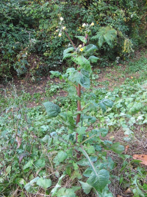 Sonchus oleraceus / Grespino comune